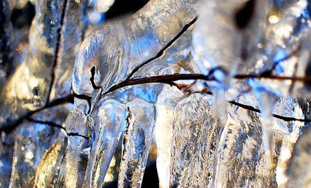 Frozen Beauty - ice, frozen, winter, beauty, tree