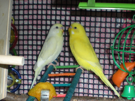 Fran and Ollie - part of our family, parakeets, light yellow is ollie, bright yellow is fran