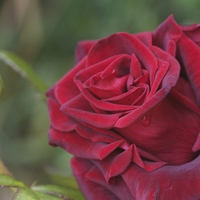 Beautiful red rose