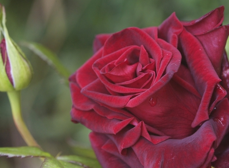 Beautiful red rose - beauty, magic, tender, bud, rose, wonderful, lovely, nature, red, petals, beautiful, velvet, flowers, flower, red rose, sweetness