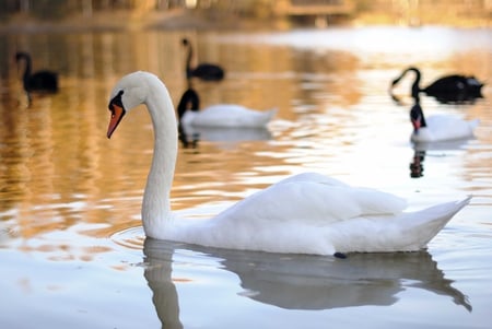 White tenderness - beauty, swan, lake, magic, beautiful, water, tenderness, wonderful