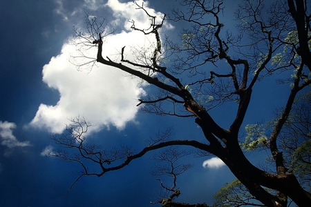 Summer is Over - sky, blue, clouds, tree, summer