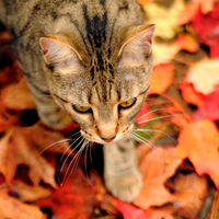 Adorable Cat