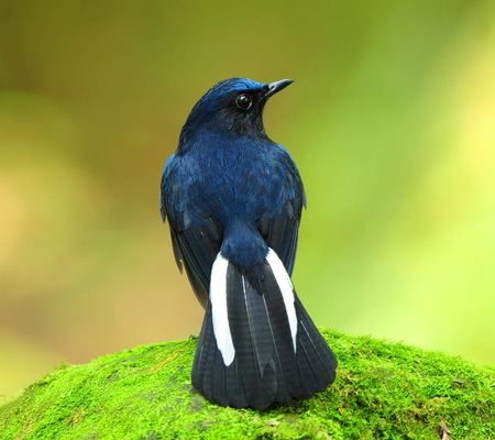 Beautiful Bird - beautiful, green, dark blue, grass, bird