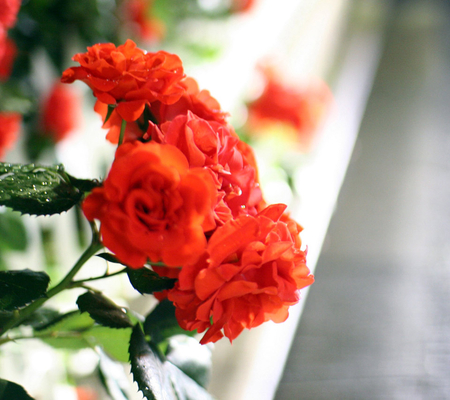 Red Rose Bunch - red, flower, bunch, rose, beautiful