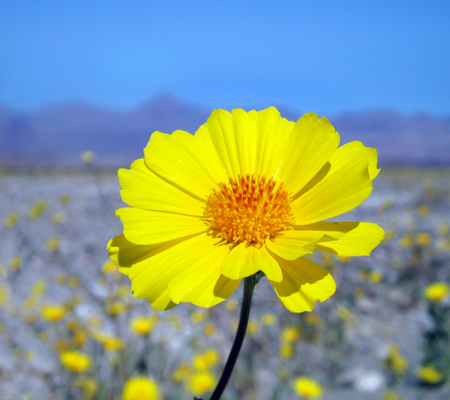 Desert gold - yellow, beautiful, desert, death valley, flower