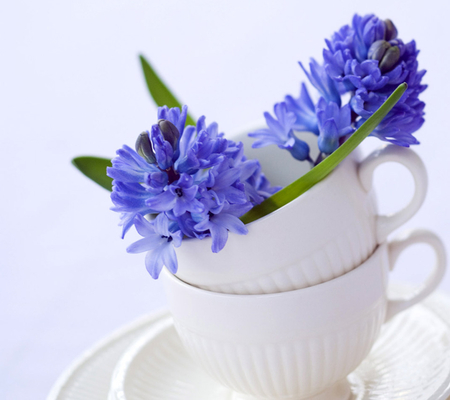 Pretty Lavender - white, pretty, tea cups, beautifullavender, still life