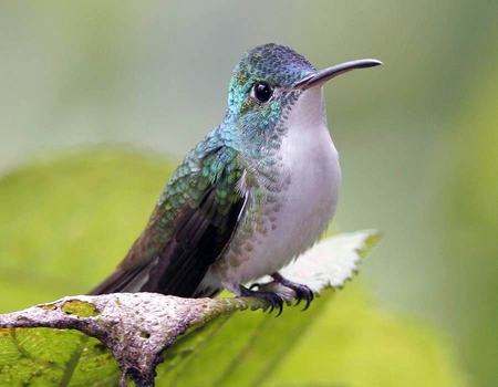 Humming Bird - bird, cute, picture, humming