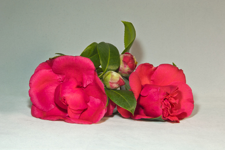 camelias - red camelias, buds, flowers, still life