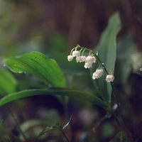 Lillies of the Valley