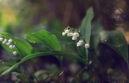 Lillies of the Valley - perennials, green, flowers, spring, lillies