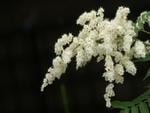 white flower