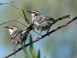 CHESTNUT CROWNED BABBLER