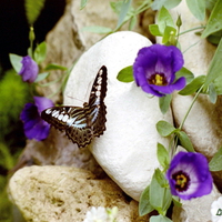 butterfly-and-the-purple-flower