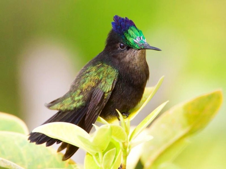 Humming Bird - bird, cute, picture, humming, beautiful