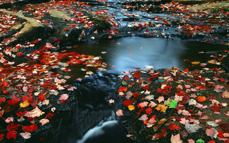 autumn leaves - leaves, nature, water, autumn