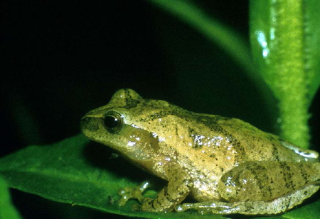 SPRING PEEPER - frog, cute, plant, green