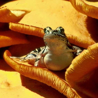 PICKEREL FROG