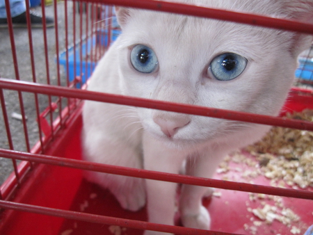 Locked Up In A Cage - cage, cat, sad, animal, captivity