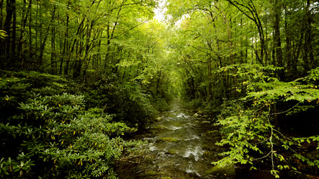 Green Creek - water, green, creek, stream, forest, rocks, woods