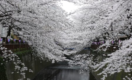 White blooms - blooming, wallpaper, wall, white, pic, bloom, picture, image, tree, nature, branch, water, colour, branches, blooms, trees, color