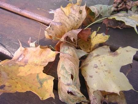 Fall - fall, nice, nature, leaves