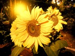 Sunflowers