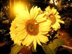 Pretty Sunflowers