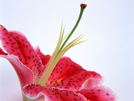 Lily - love, exoctic, lily, romantic, pink, petals, romance