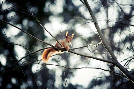 Curious Red Squirrel - squirrel, red, photography, animal, tree, curious