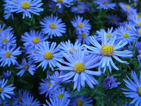 BLUE FLOWER - flowers, yellow, nature, blue