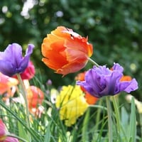 COLORFUL TULIPS