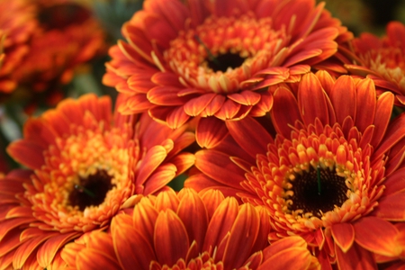 RED GERBERA - nature, flowers, gerbera, red