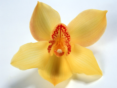 Orchid - exoctic, yellow, organge color, orchid, romance, lovely, flower