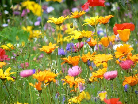 COLORFUL FLOWERS - flowers, colorful, nature, clearing