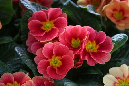 RED FLOWERS - white, nature, flowers, red