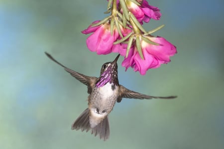 Calliope hummingbird for my Sweet friend Luciah :) - nature, flowers, pink, hummingbird