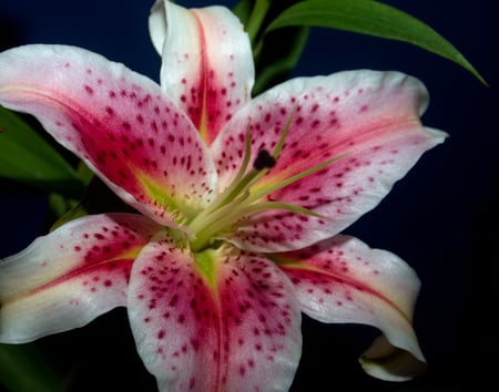 Staregazer - red, exoctic, stargazer, spots, pink, sexy, lily