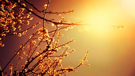 relax 2 - nature, trance music, tree, sunset