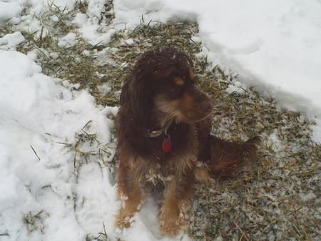 Please bring me in, I'm cold - winter, brown, dog, snow