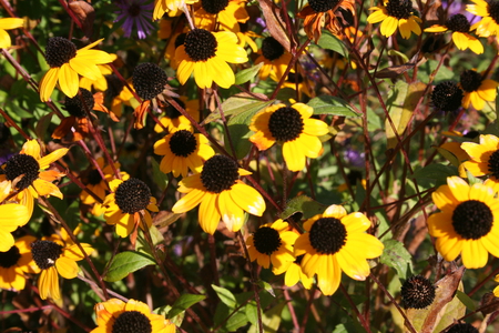 sun flowers - nature, pretty, flower, sun