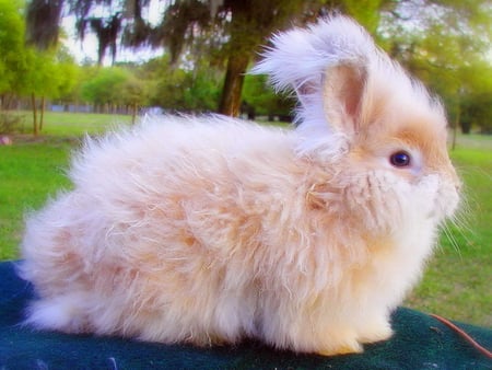 Little Angora - fluffy, long fur, rabbit, white, brown, cute, angora