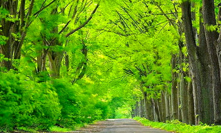 Before autumn - trees, green, forest, light, walkway