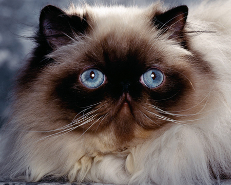 Mr. Blue Eyes - breed, cat, furry, long-haired, pet, himalayan, chocolate point