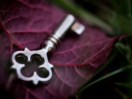 Key to the Heart - love, purple, macro, key, leaf, grass