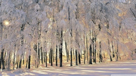 scenery of winter - trees, photography, snow, wimter, sunshine, beauty, forest, white, sun