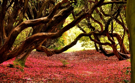 Red Carpet - pc, colorful, white, amazing, paysage, way, spider trees, wallpaper, nature, pink, beautiful, leaves, beauty, nice, photography, image, clear, path, calm, calmness, tunner, green, desktop, landscapes, forests, shadows, paisage, summer, high definiti, red, scenery, awesome, lightness, natural, carpet, beije, widescreen, wood, view, cool, trail, cena, multi-coloured, light, computer, scenario, maroon, seasons, sunrise, autumn, leaf, brown, multicolor, sunsets, orange, scene, paisagem, background, day, picture, colours, cenario, grove, colors, photo