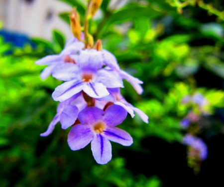 Golden Dewdrop - flowers, purple, evergreen shrubs, green