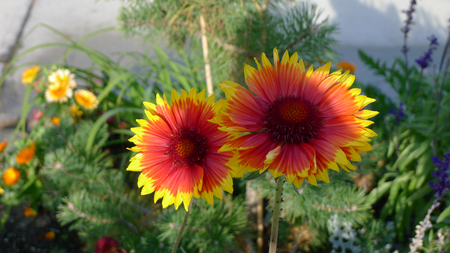 Twin flowers - blossoms, garden, flowers, twin buds, colorful