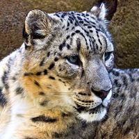 A Rare Snow Leopard